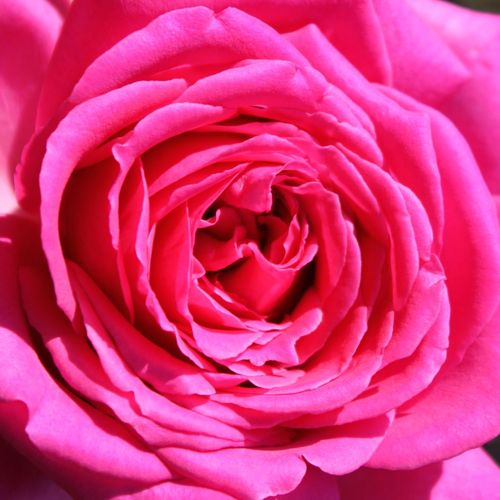 Růže online koupit v prodejně - Rosa  Senteur Royale - intenzivní - Stromkové růže s květmi čajohybridů - růžová - Hans Jürgen Evers - stromková růže s rovnými stonky v koruně - -